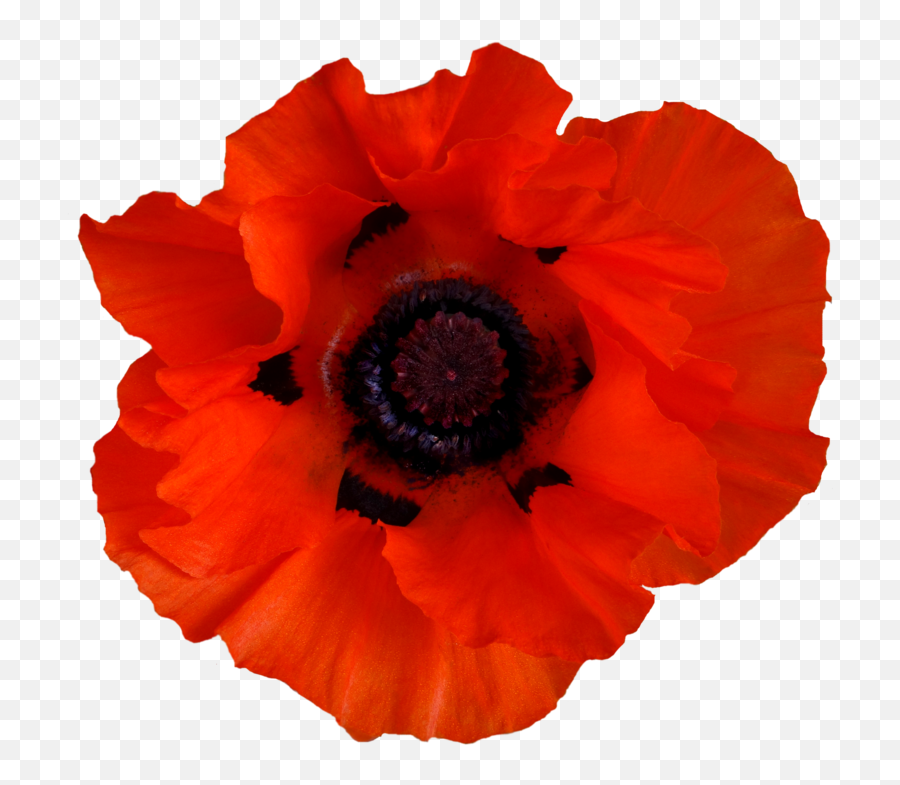 Poppies Png Image - Closed On Remembrance Day,Poppies Png