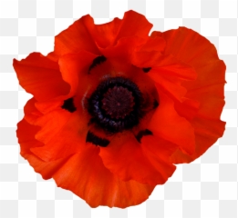 Poppy Orange Red Poppy Remembrance Day Clip Art Png Poppies Png