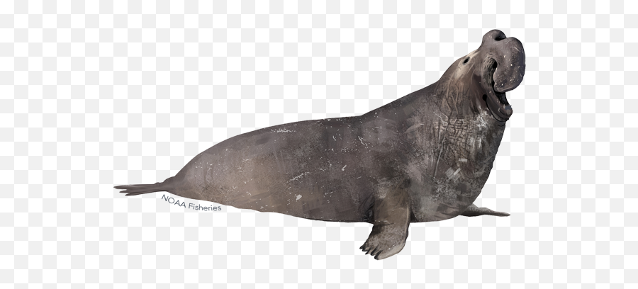 Northern Elephant Seal - Northern Elephant Seal Png,Sea Lion Icon