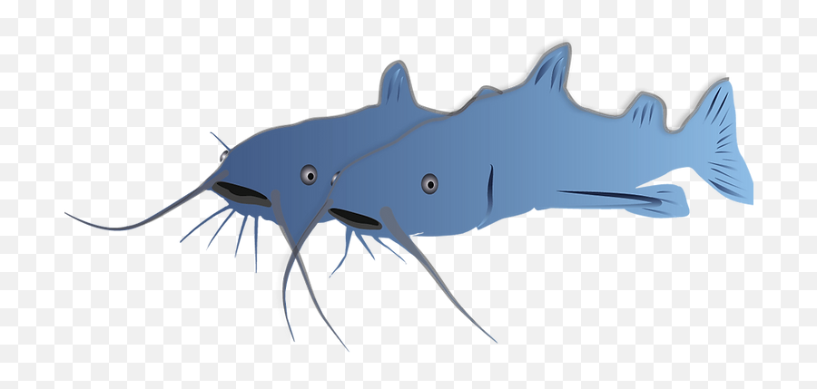 Publications Ianbutts - Reprolab Gafftopsail Catfish Png,Catfish Icon