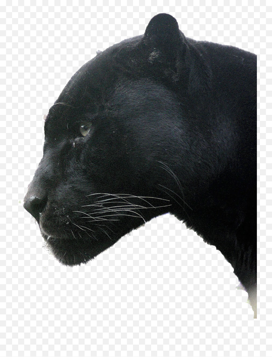 Panther Head Transparent Png Clipart - Jaguar,Black Panther Head Png