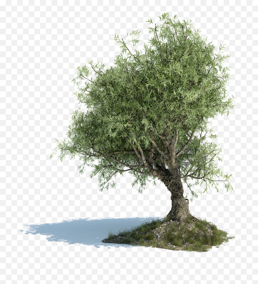 Desk Picture Olives - Transparent Background Olive Tree Png,Tree Bark Png