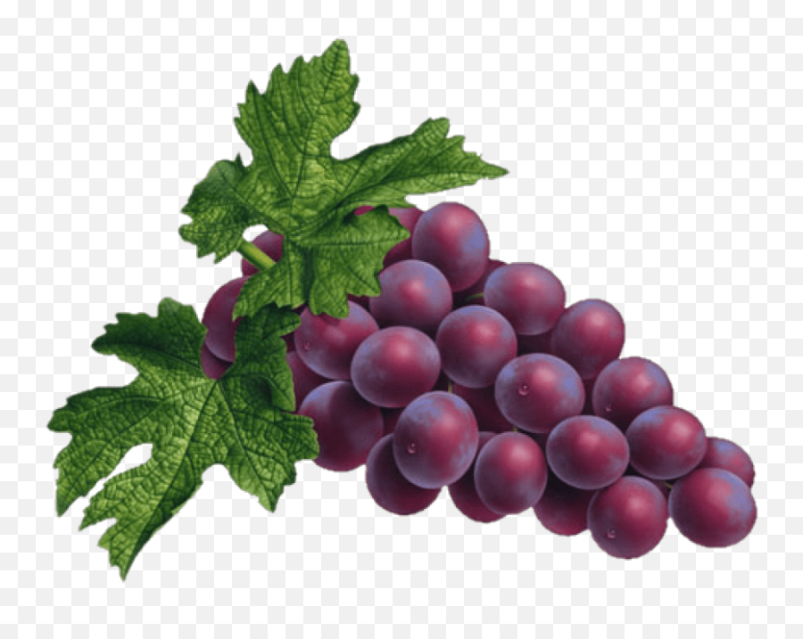 Grapes Name Transparent Png Clipart - Fruit Bingo Free Printable,Grapes Png