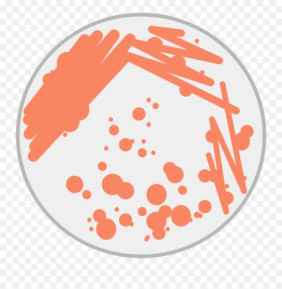 Dishes Clipart Petri Dish Transparent - Petri Dish Bacteria Clipart Png,Dishes Png