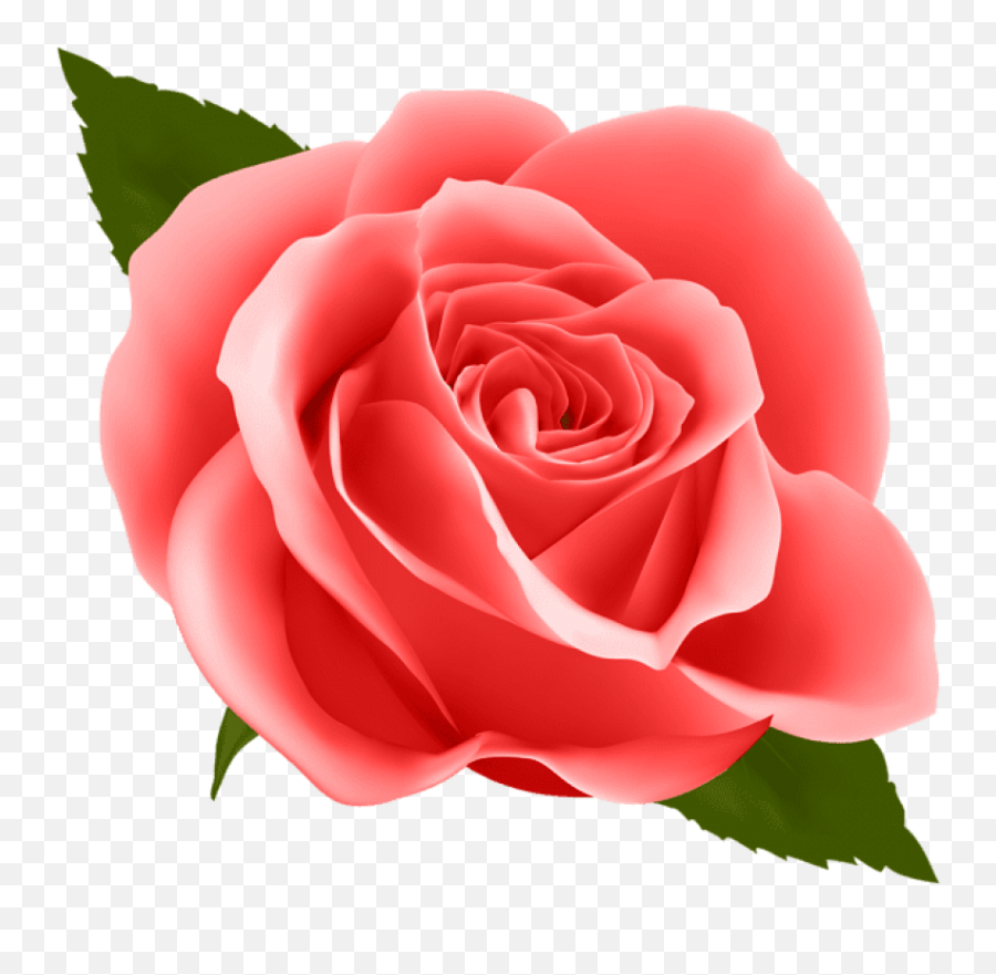 Red Rose Png Images Transparent - Transparent Background Blue Rose Clipart,Red Rose Png