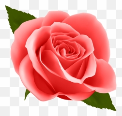 Red Rose Png Images Transparent - Transparent Background Blue Rose Clipart,Red Rose Png