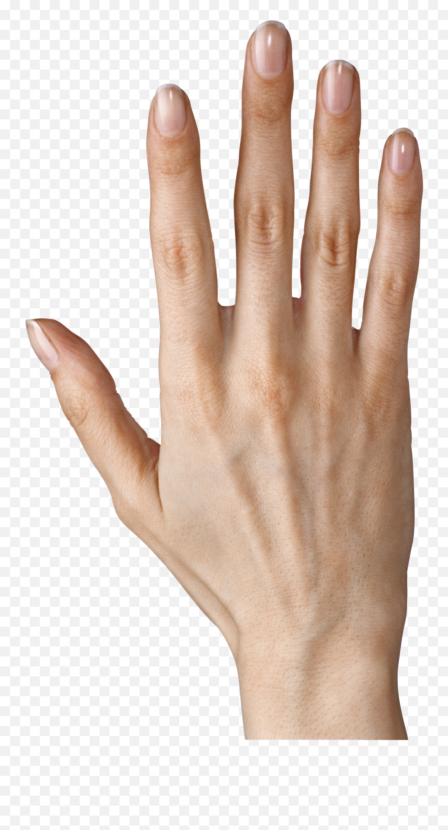 Hand Png Clipart Back Of