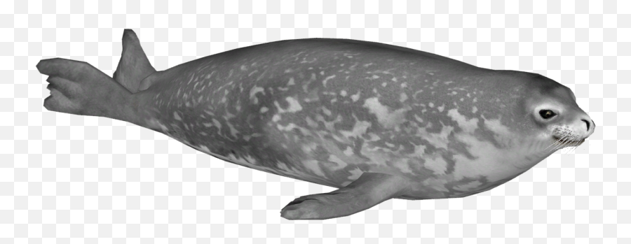 Download Weddell Seal - Grey Whale Png,Humpback Whale Png