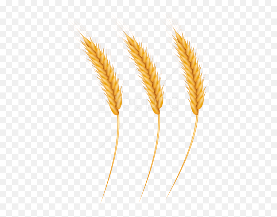 Clip Art With A Transparent Background Png Wheat