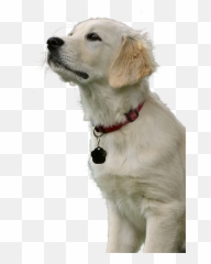 Christmas Dog Clipart Transparent Png - 110k cliparts