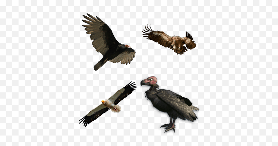 Vultures Transparent Png Images - Stickpng Vulture Flying Png,Vulture Png