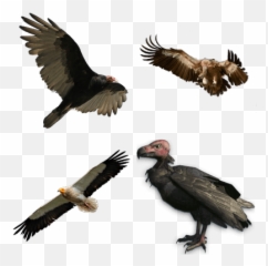Vultures Transparent Png Images - Stickpng Vulture Flying Png,Vulture Png