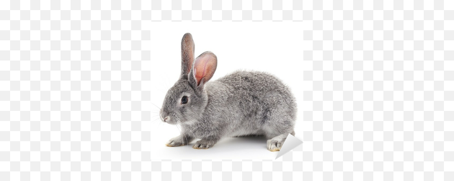 Baby Rabbit Png Picture - Rabbit With A White Background,Rabbit Png
