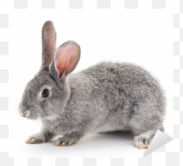 Baby Rabbit Png Picture - Rabbit With A White Background,Rabbit Png