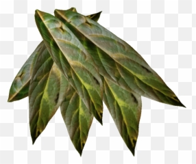 Tobacco Plant Png - Tobacco Plant Png,Tobacco Png
