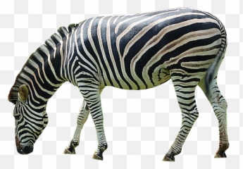20 Zebra Png Image Collection For Free - Zebra Transparent,Zebra Png