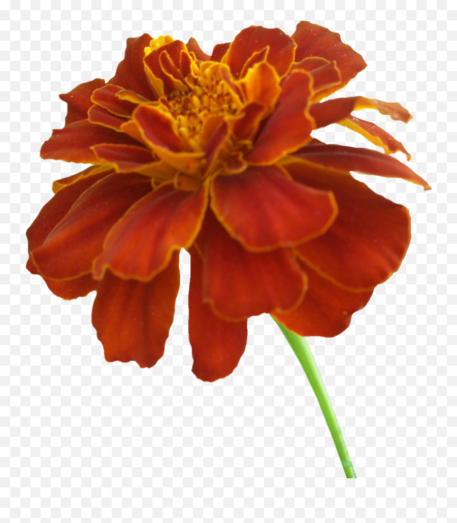 Download Marigold Png Photos - Transparent Marigold Flower Png,Marigold Png