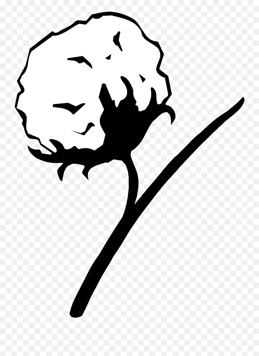 Download Cotton Plant Drawing - Cotton Drawing Png,Cotton Png