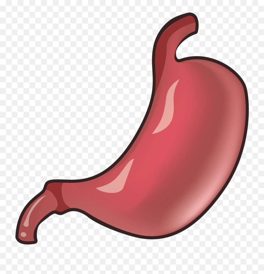 Stomach Medicine Top - Free Image On Pixabay Stomach Png,Stomach Png