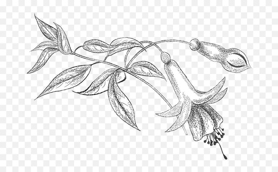 Fuchsia Pencil Png Sketchbook Drawings Flower Tattoo - Line Art,Sketchbook Png