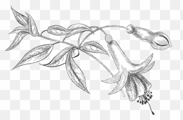 Fuchsia Pencil Png Sketchbook Drawings Flower Tattoo - Line Art,Sketchbook Png