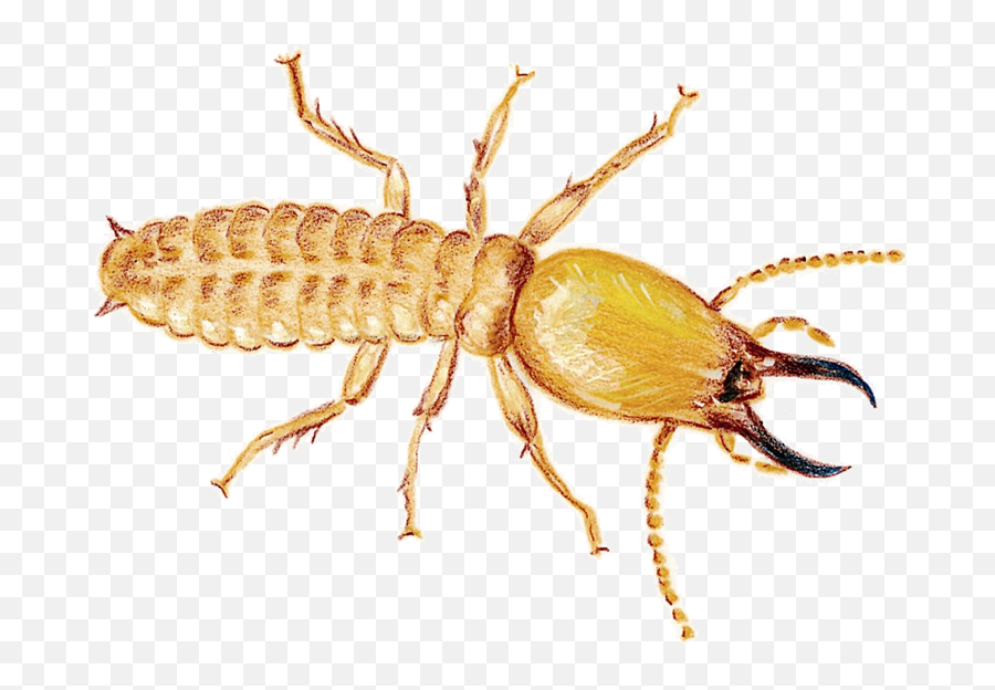 Termite Download Png Image - Pest Control Termite Services,Termite Png