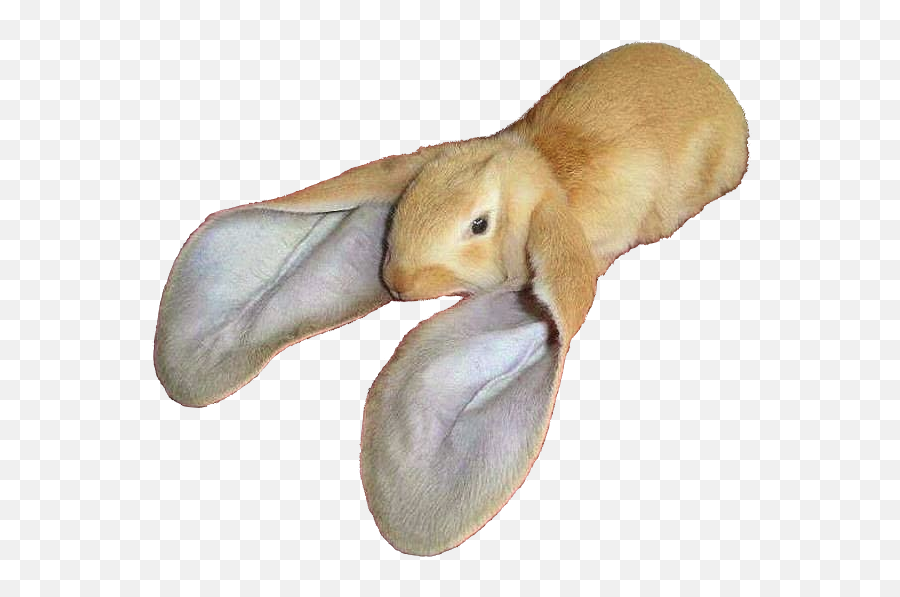 Rabbit Ears Png - Large Cutouts Animalrabbit Rabbit With Rabbit With Big Ears,Rabbit Ears Png