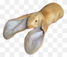 Rabbit Ears Png - Large Cutouts Animalrabbit Rabbit With Big Ears
