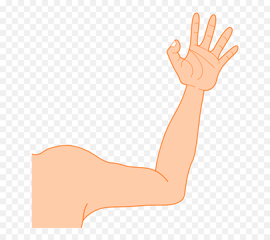 Musclethumborgan Png Clipart - Royalty Free Svg Png Transparent Background Arm Clipart,Thumb Png
