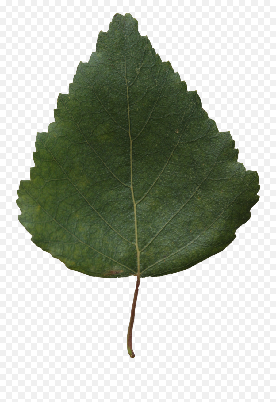 Small Green Leaf Texture U2013 Birch Free Cut Out People - Png,Green Leaf Png