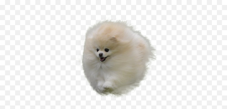Cutouts - Angry Pomeranian Over White Background Png,Pomeranian Png