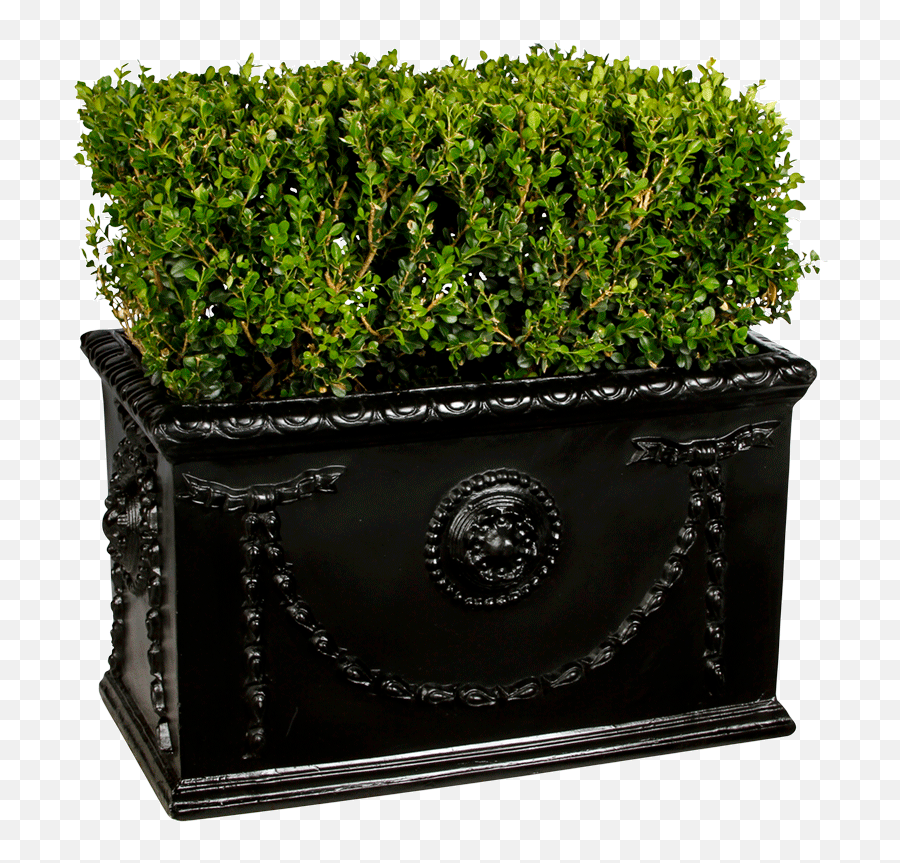 Boxwood Hedge - Flowerpot Png,Boxwood Png