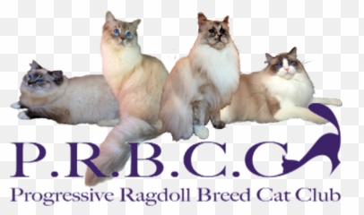 Home - Photo Caption Png,Ragdoll Logos