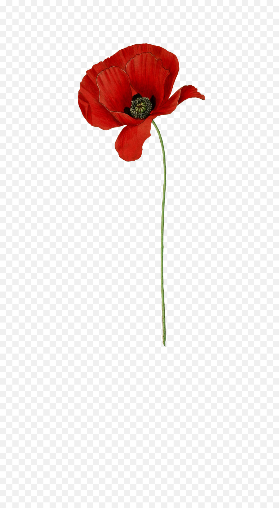 Poppy Long Stem Transparent Png - Anzac Poppy,Poppies Png
