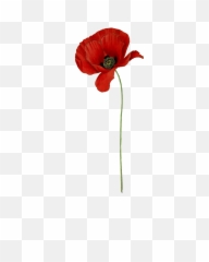 Poppy Long Stem Transparent Png - Anzac Poppy,Poppies Png