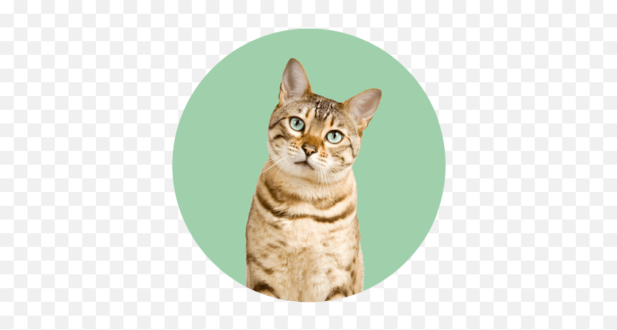 Cats Kittens Archives Png Cat Toy Icon