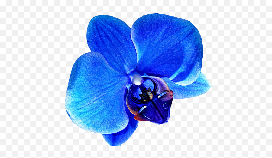 Download Hd Flower Png Tumblr Flowers - Blue Orchid Flower Blue Orchid Transparent Background,Blue Flowers Png