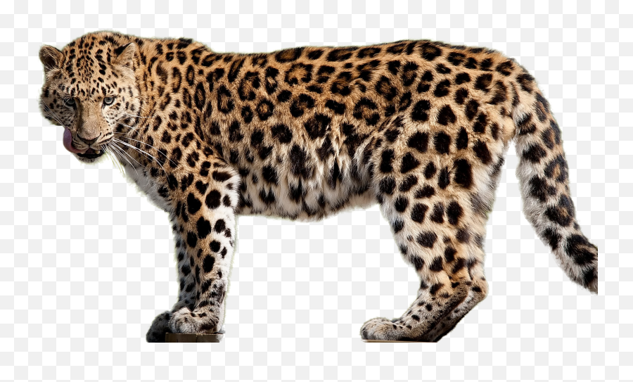 Leopard High Quality Png - Leopard Clear Background,Leopard Icon