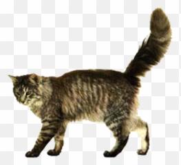 Kitten Png - Transparent Background Cat Walking