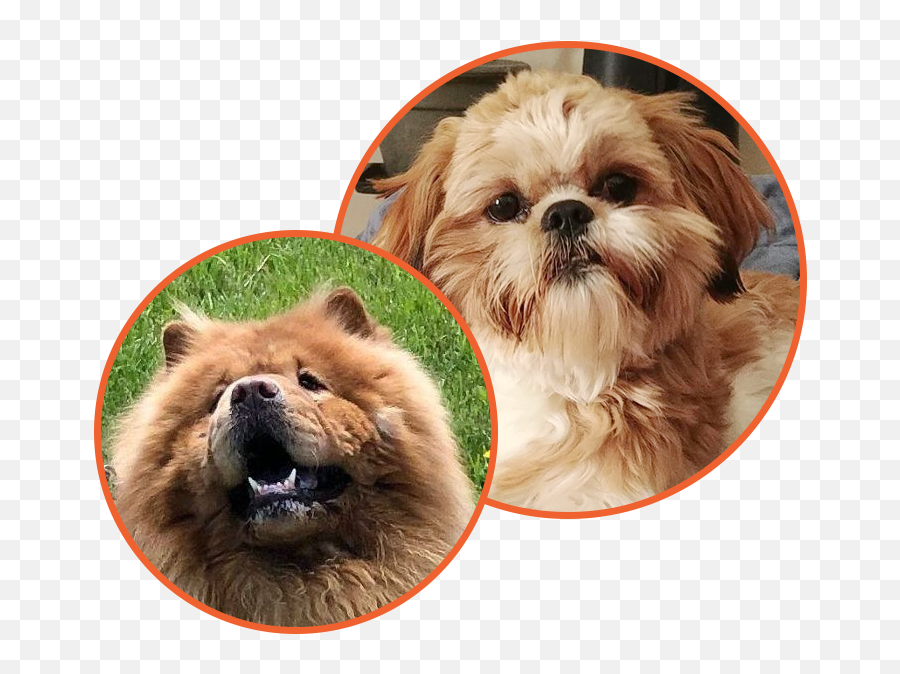 Dog Breeder - Chow Chow Png,Shih Tzu Icon