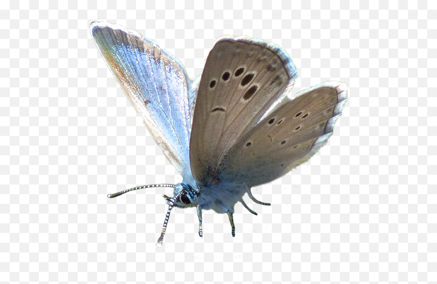 Butterflyblueblue Butterflyinsectwings - Free Image From Png,Blue Butterflies Png
