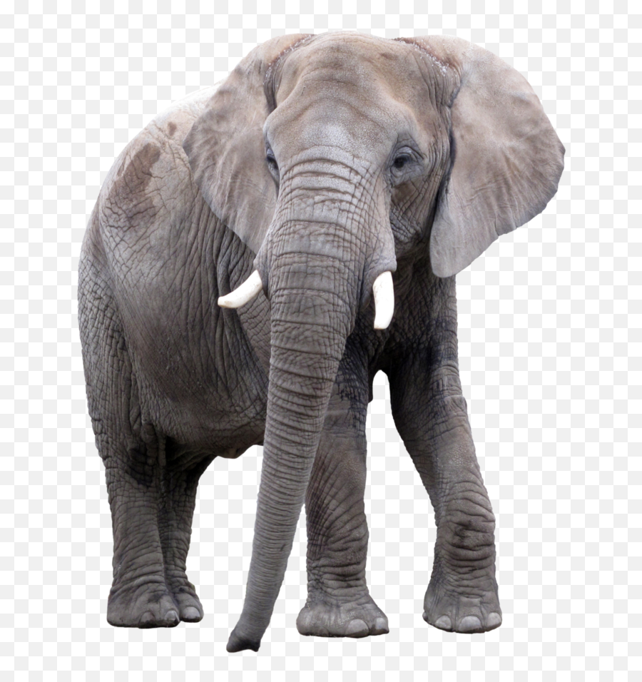 Elephant Png 13 Image - Png Images Of Elephant,Elephant Png