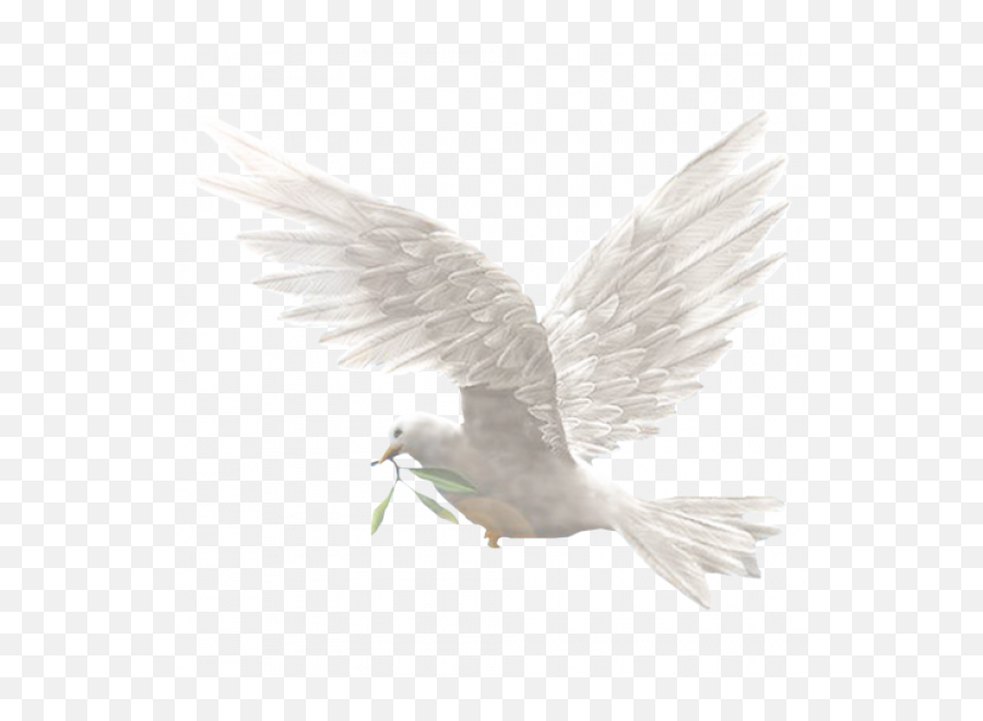 Dove Bird Png Image With Transparent - Phil 4 7 Kjv,Dove Transparent