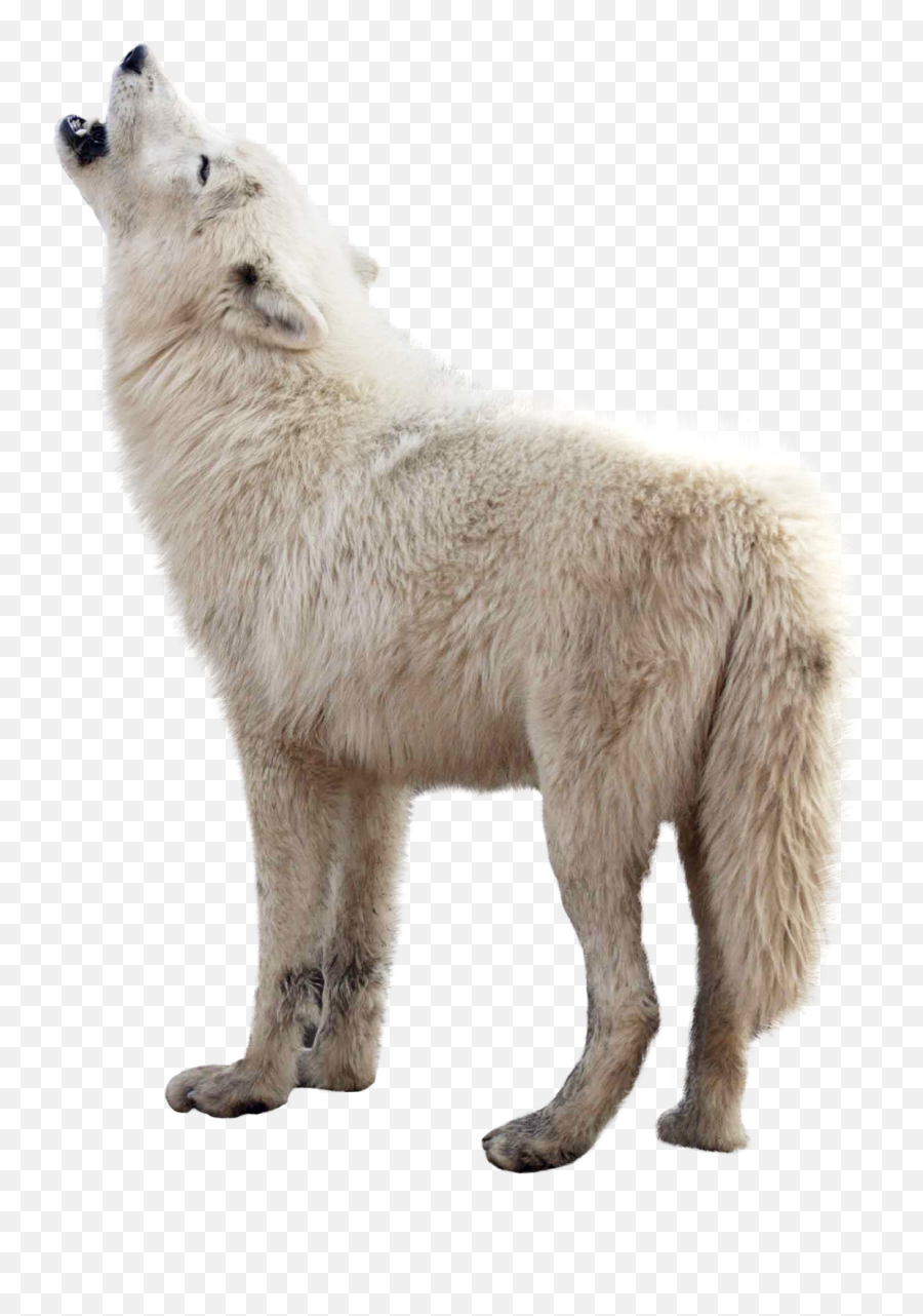 Wolf Png Transparent Images Free - Transparent Background Wolf Transparent,Howling Wolf Png