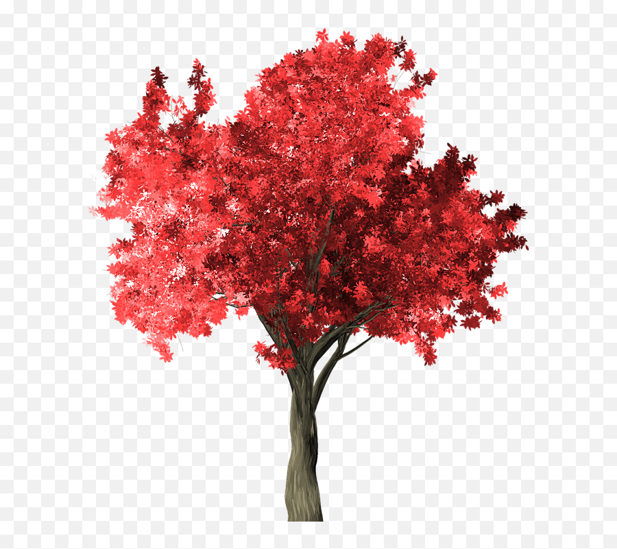 Zelkova Serrata Tree Red Png Japanese Maple
