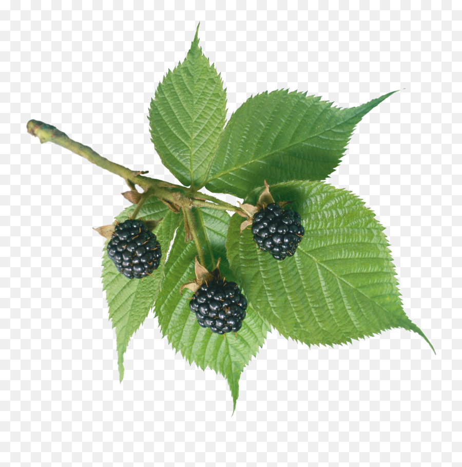 Blackberry Png Image Plant Leaves - Blackberry Plant Png,Berries Png