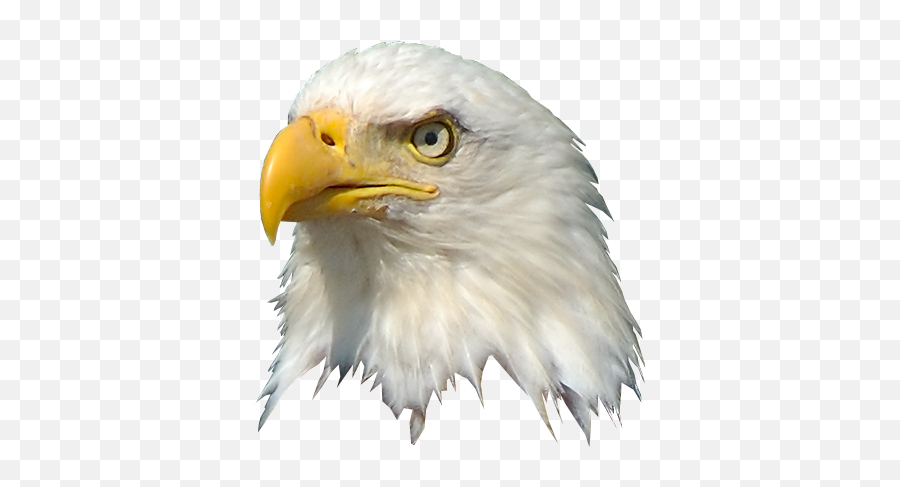 Eagle Head Png 4 Image - American Eagle Head Transparent Background,Bald Head Png