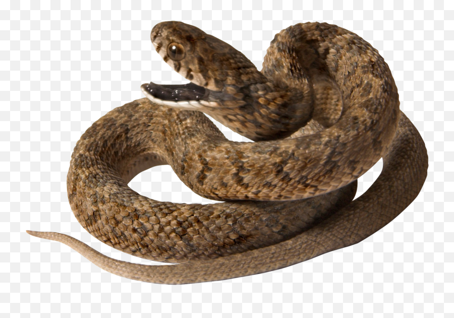 Snake High Quality Png Transparent Background