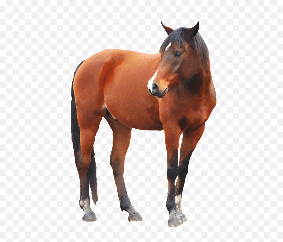 Download Brown Horse Png Image For Free - Horse Transparent Background,Horse Transparent Png