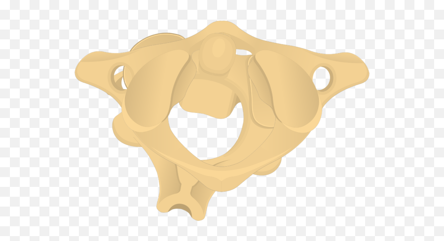 Atlas Bone Anatomy - Axis Bone Png,Bone Transparent